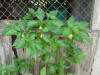 pepper plant, Costa Rica